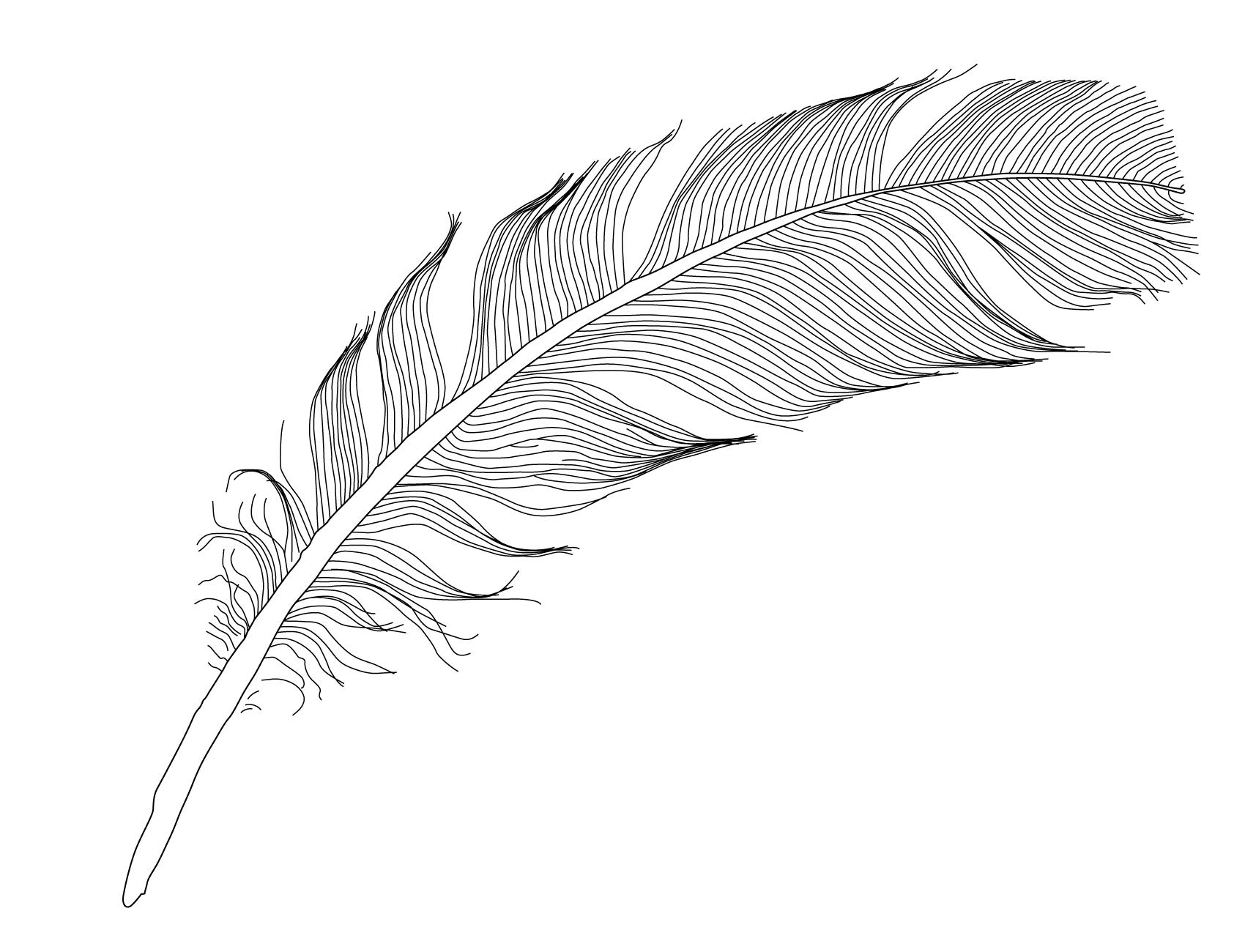 plume144-01